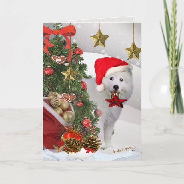 American Eskimo Christmas Star Cards (Front)