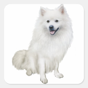 American Eskimo Dog (A) Square Sticker