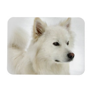 American Eskimo Dog Art Magnet