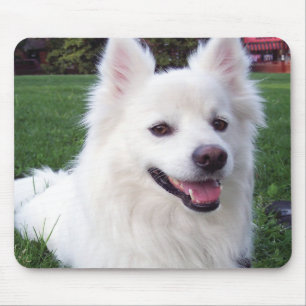 American Eskimo dog Mouse Pad