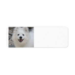 American_Eskimo_Dog.png