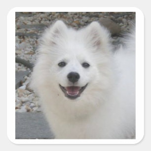 American_Eskimo_Dog.png Square Sticker