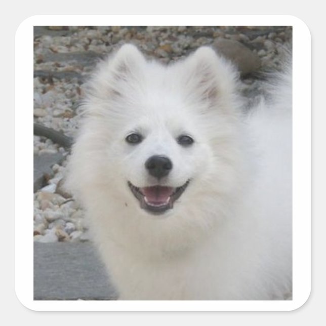 American_Eskimo_Dog.png Square Sticker (Front)