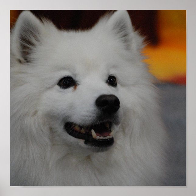 American Eskimo Dog Poster (Front)