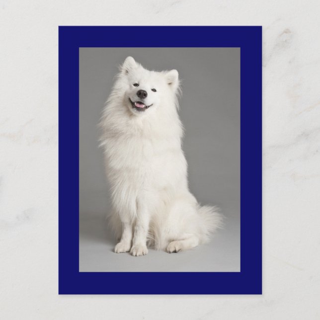American Eskimo  Eskie Puppy Dog Blank Postcard (Front)