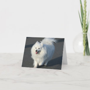 American Eskimo notecard