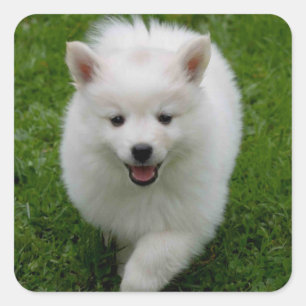 American Eskimo Puppy Dog Sticker / Label