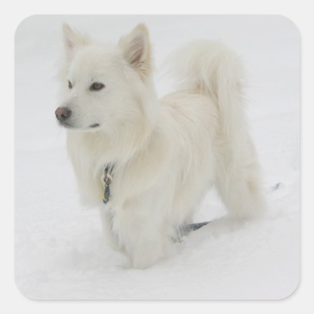 American Eskimo Puppy Dog Sticker / Label (Front)