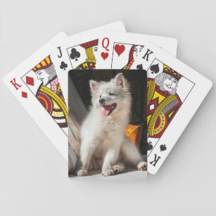 American Eskimo puppy sitting on a lawn chair Playing Cards