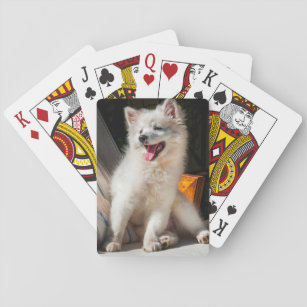 American Eskimo puppy sitting on a lawn chair Playing Cards