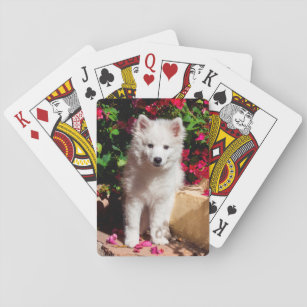 American Eskimo puppy sitting on garden stairs Playing Cards