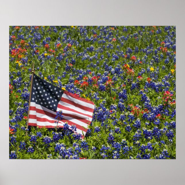 American Flag in field of Blue Bonnets, 2 Poster (Front)