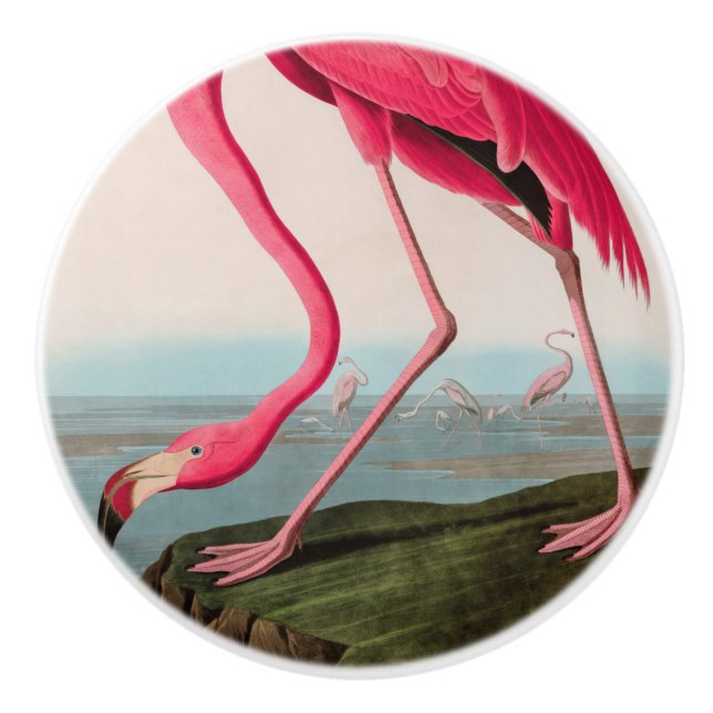 American Flamingo Birds of America Audubon Print Ceramic Knob (Front)