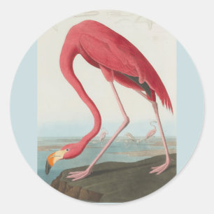 American Flamingo by John James Audubon 1838 Classic Round Sticker
