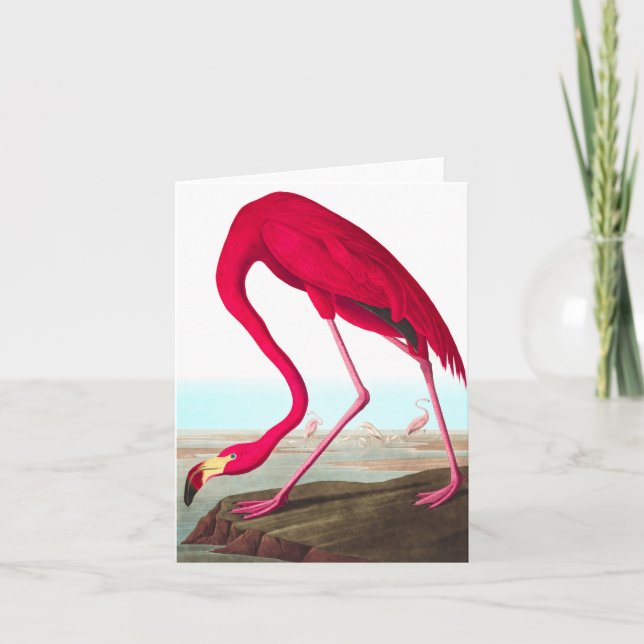 American Flamingo by John James Audubon Thank You Card (Front)