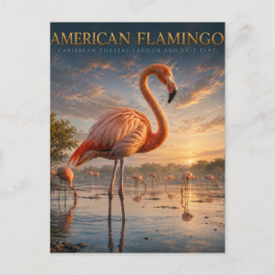 American Flamingo Coastal Lagoon ANIMALS Postcard