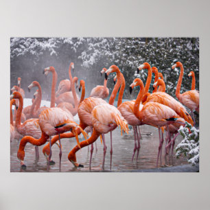American Flamingo, colourful bird, Poster