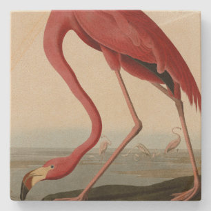American Flamingo from Audubon's Birds of America Stone Coaster