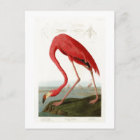 American Flamingo John Audubon Birds of America