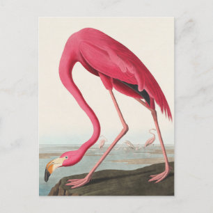 American Flamingo John Audubon Postcard