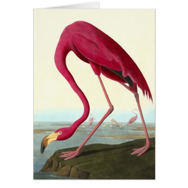 American Flamingo, John James Audubon (Front)