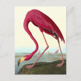 American Flamingo, John James Audubon Fine Postcard