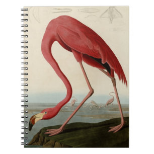American Flamingo Spiral Notebook