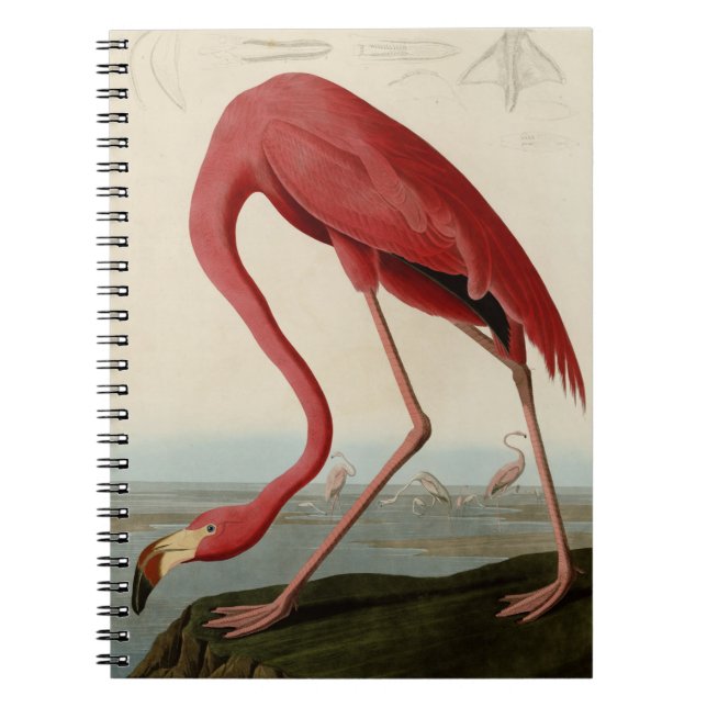 American Flamingo Spiral Notebook (Front)