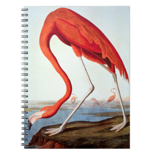 American Flamingo Spiral Notebook