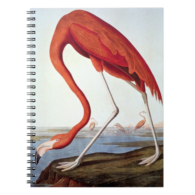 American Flamingo Spiral Notebook (Front)