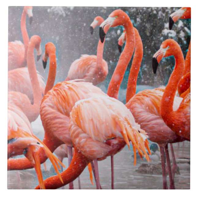 American Flamingos photograph Tile (Front)