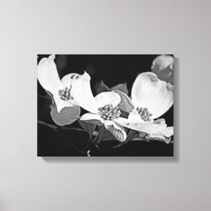 American Flowering Dogwood Blossoms Black & White Canvas Print