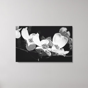 American Flowering Dogwood Blossoms Black & White Canvas Print