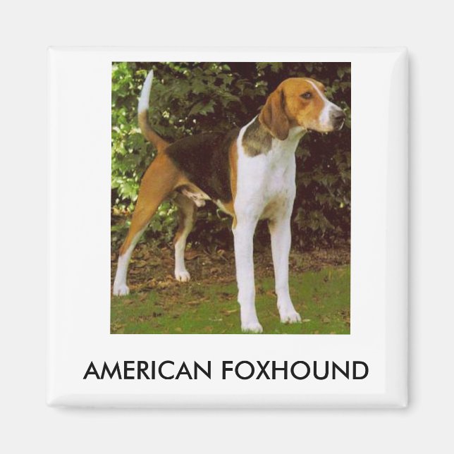 American Foxhound Magnet (Front)