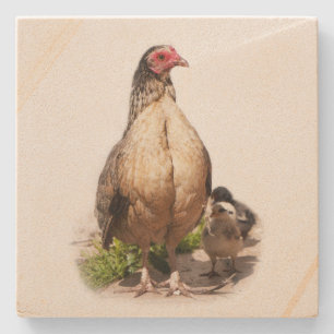 American Game Hen and Baby Chickens Stone Coaster