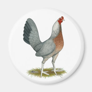 American Game Hen Silver Blue Magnet