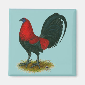 American Gamecock: Brown Red Magnet