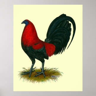 American Gamecock: Brown Red Poster