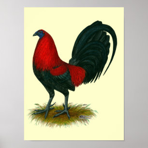 American Gamecock: Brown Red Poster