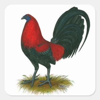 American Gamecock: Brown Red Square Sticker