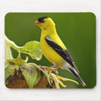 American Gold Finch Mouse Pad