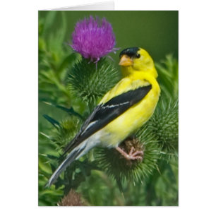 American Goldfinch