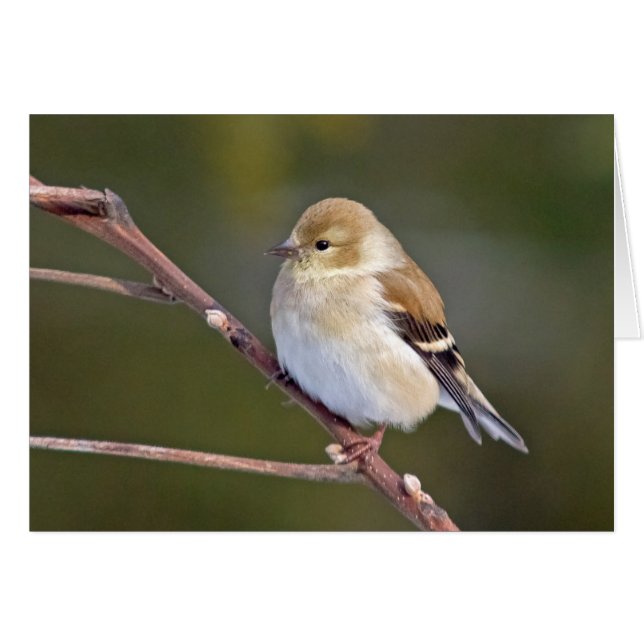 American Goldfinch (Front Horizontal)