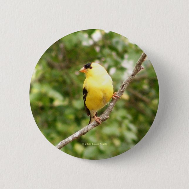 American Goldfinch 6 Cm Round Badge (Front)