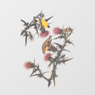 American Goldfinch Audubon Birds of America