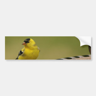 American Goldfinch Bumper Sticker