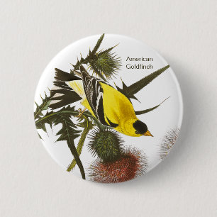 American Goldfinch by John James Audubon, Bird 6 Cm Round Badge