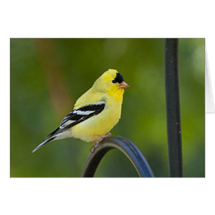 American Goldfinch - Frameable Art Card