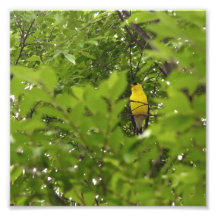 American Goldfinch Framed By Leaves