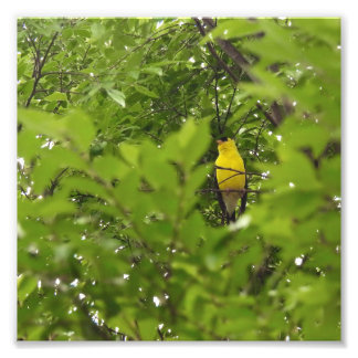 American Goldfinch Framed By Leaves Photo Print